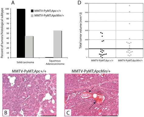 The Apc Min Mutation Alters The Histopathology Of Mmtv Pymt Mammary