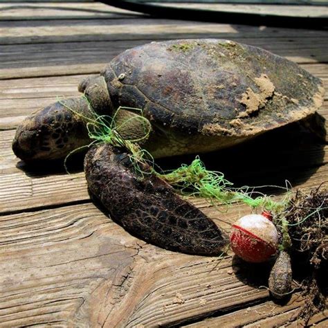 Les tortues marines à Mayotte Oulanga Na Nyamba