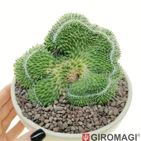 Mammillaria Spinosissima Cv Un Pico F Crested Pot Cm