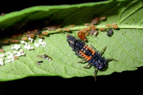 Soybean Aphid Life Cycle, Natural Predators | CropWatch | University of ...