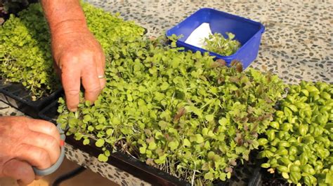 How To Harvest Microgreens Kings Seeds Youtube