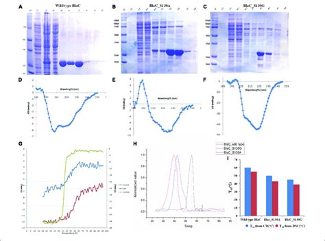 Production And Biophysical Characterization Of Wild Type And Variant