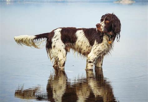 French Spaniel - Animal Corner