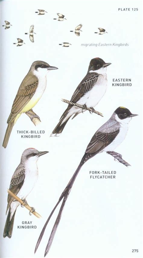 Peterson Field Guide To Birds Of Northern Central America Belize El