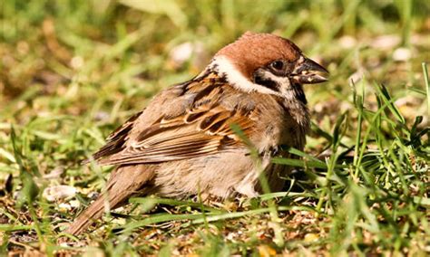 Birding in Iowa