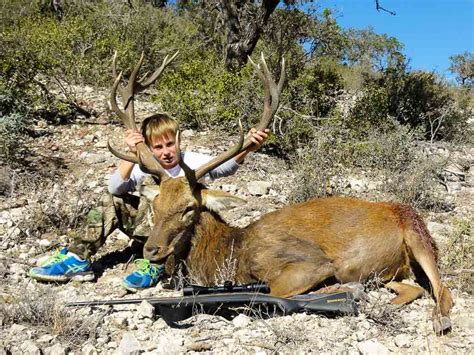 Red Stag Hunting Ox Ranch