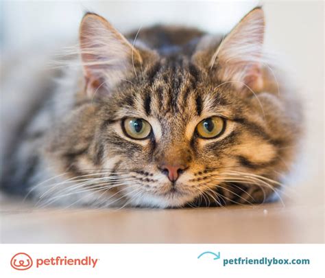 What Causes UTI in Cats & How to Treat a UTI at Home - PetFriendly Box