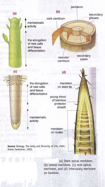 Plant And Animal Tissue New Science Biology