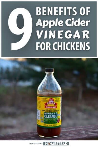 9 Benefits Of Apple Cider Vinegar For Chickens • New Life On A Homestead