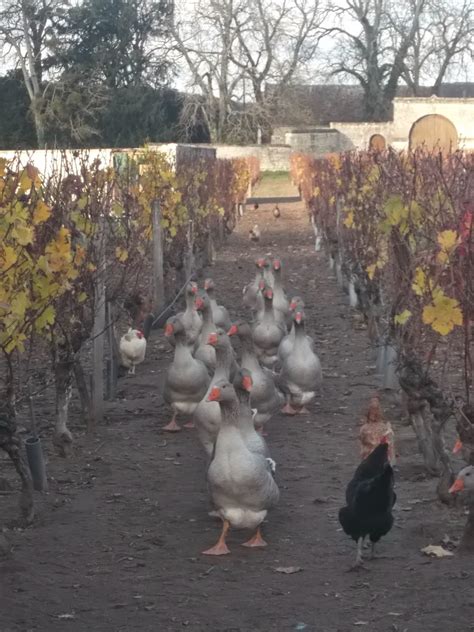 Des poules et des vignes à Bourgueil Les poules font du bon travail