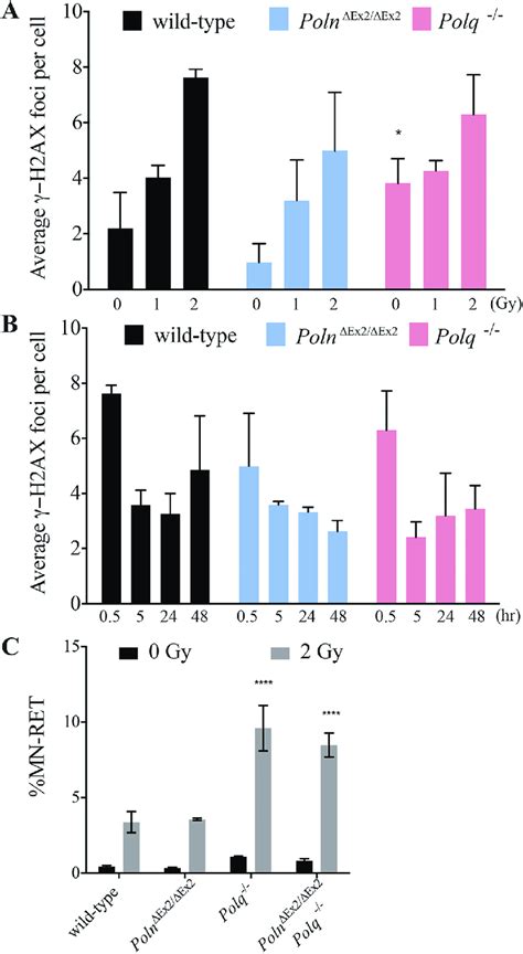 Induction And Repair Of Radiation Induced Dna Damage In Round