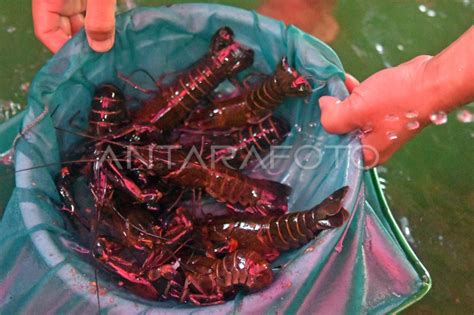 Budi Daya Lobster Air Tawar Di Kota Bogor ANTARA Foto