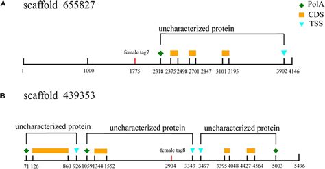 Frontiers Identification Of Sex Specific Markers Through 2b Rad