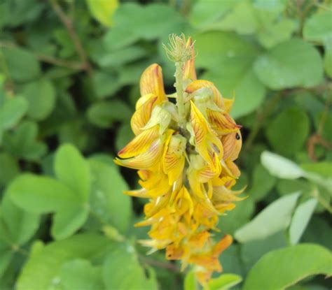 Crotalaria Cunninghamii