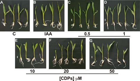 Cyclodipeptides From Pseudomonas Aeruginosa Modulate The Maize Zea