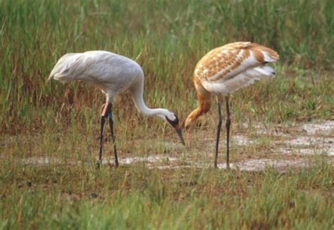 Whooping Crane Conservation Association…working to conserve Whooping ...