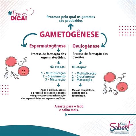 GAMETOGÊNESE Mapa mental Notas de biologia Mapa