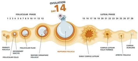 Polycystic Ovarian Disease Syndrome Shivhares Clinic