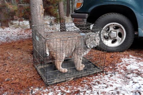 Dragyn's Fyre Designs: Starting the new bobcat habitat, finally!