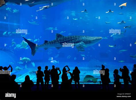 Aquarium in Okinawa city Stock Photo - Alamy