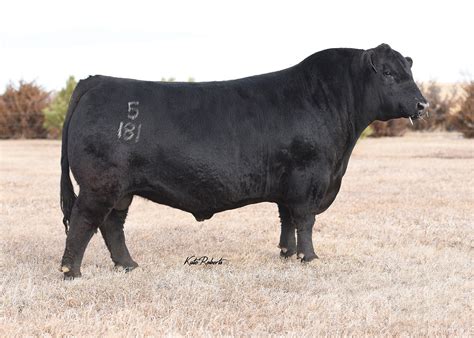 Angus Semen For Sale SB10 1471 SIRE BUYER