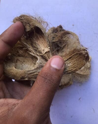 Dried Areca Nut Husk Peel Natural Areca Catechu Betel Husk Whole Free