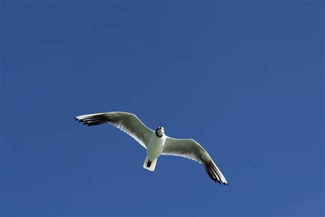 M We Vogel Flug Kostenloses Foto Auf Pixabay