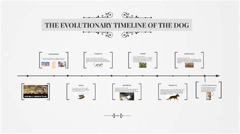 Evolution Of Dog Timeline