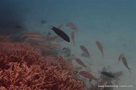 Snorkeling in Kanumera Bay, Isle of Pines | Snorkeling in New Caledonia