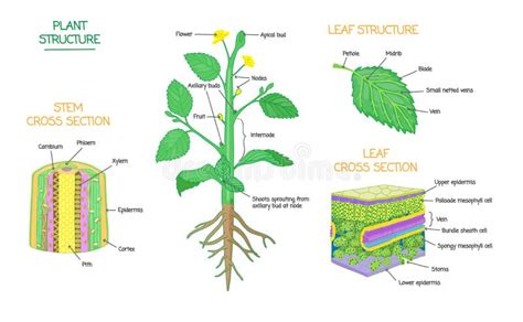 Plant Biology Stock Illustrations – 83,075 Plant Biology Stock ...