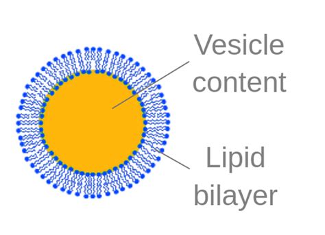 Unilamellar Vesicles Labster