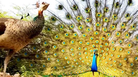 Beautiful Peacock Dance With Two Peahen Original Sound मोर Wildlife