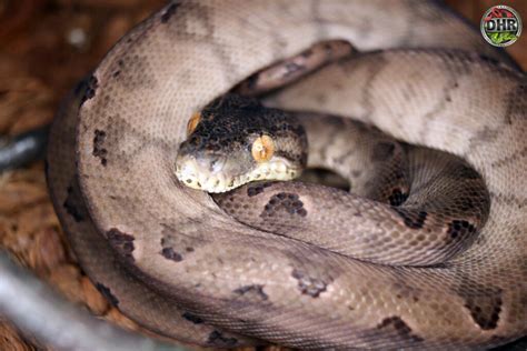 Amazon Tree Boas Darren Hamill Reptiles