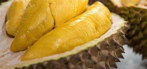 Kandungan Gizi Dan Manfaat Durian SOLARENERGI ID