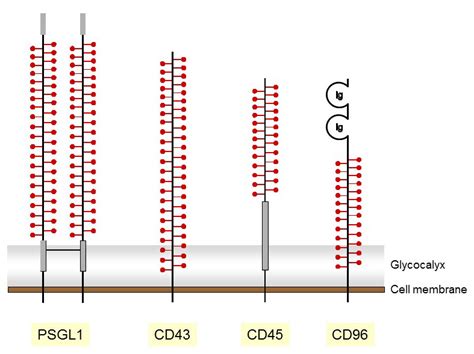 Mucin Type O Glycosylation Department Of Physiology Uzh