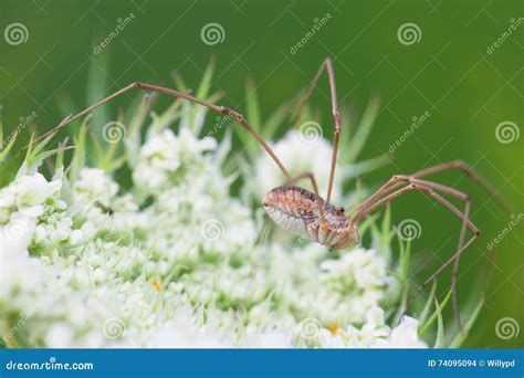 Opiliones stock photo. Image of flower, natural, araneomorph - 74095094