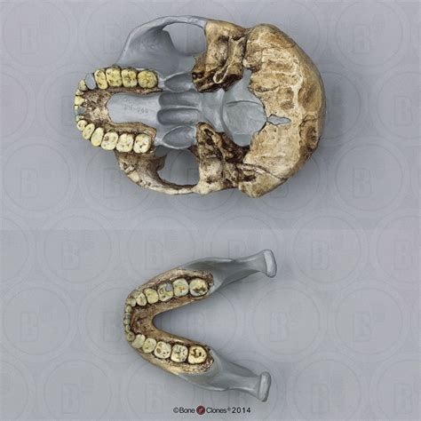 DNH 7 Australopithecus (Paranthropus) robustus - Bone Clones, Inc ...