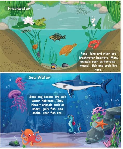 Water Habitat Animals