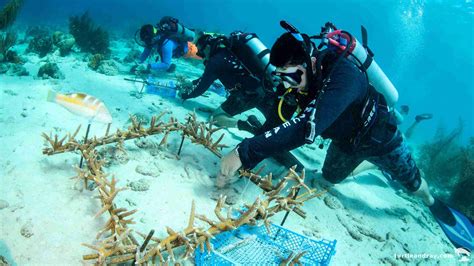 Diving In Curacao With Ocean Encounters PADI And SSI Dive Shop