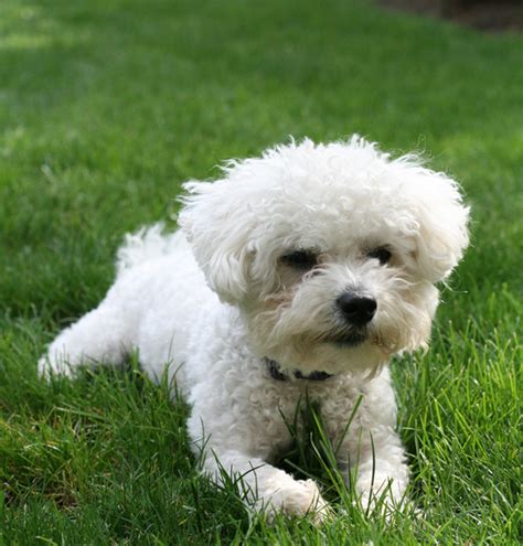 Bichon Maltese apartment dog | Into Dog Training