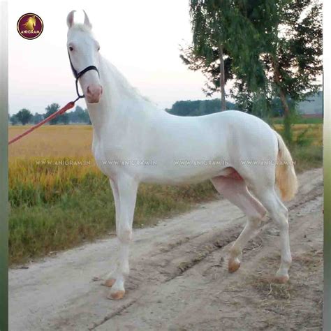 Breed Name-Nukra colt(📍PUNJAB) – Anigram