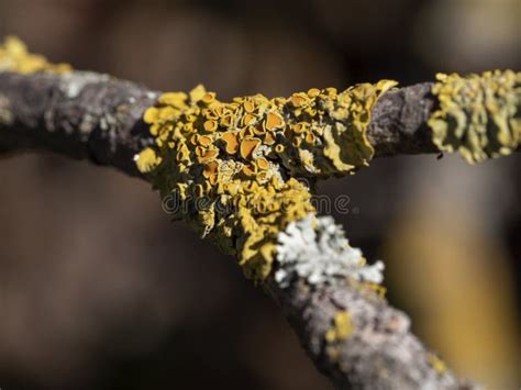 Yellow Tree Fungus On A Tree Branch Closeup Stock Image Image Of