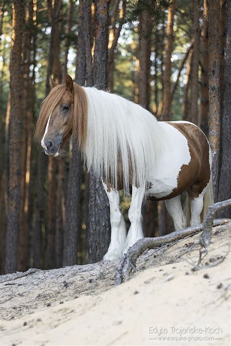 Czarny Ug Gypsy Cobs Stud Hodowla Koni Cyga Skich Og Oszenia Re