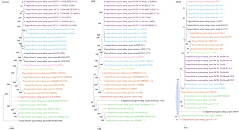 Comparison Of Phylogenetic Trees Constructed Using Genome Data Left