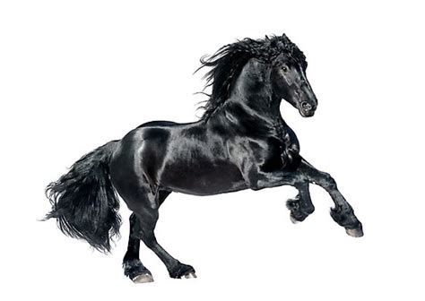 "black friesian horse on white background" Photographic Print by olgaitina | Redbubble