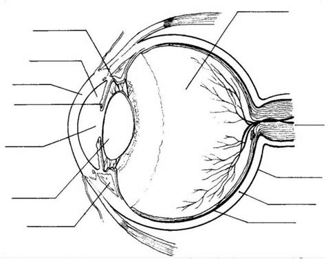 Parts of an Eye Diagram | Quizlet