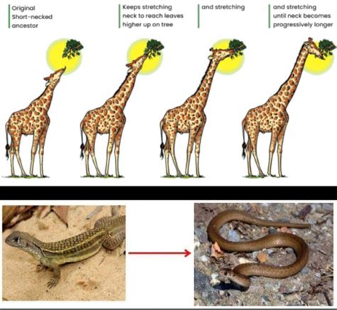 Biology Lecture Evolution Evidence Of Evolution Flashcards Quizlet