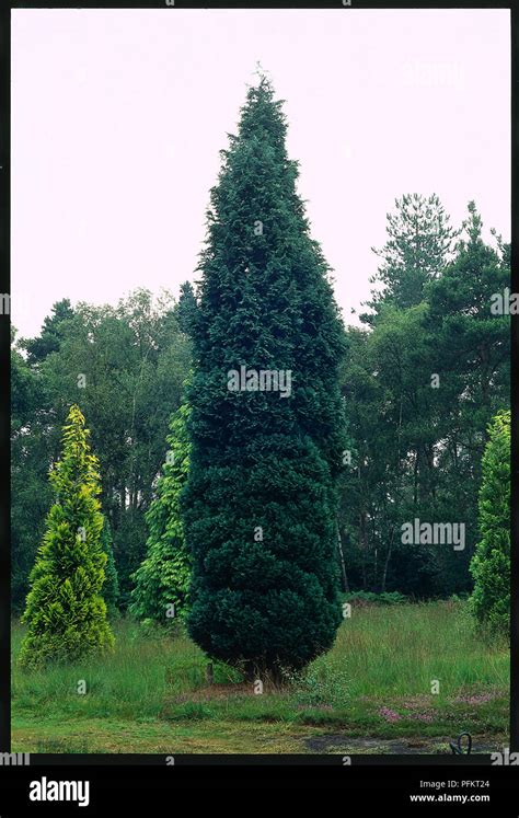 Chamaecyparis Lawsoniana Columnaris Lawson Cypress Tree Stock Photo