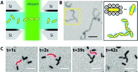 Tip To Tip Assembly Of Au Nanorods By In Situ Liquid Phase Tem A Download Scientific Diagram