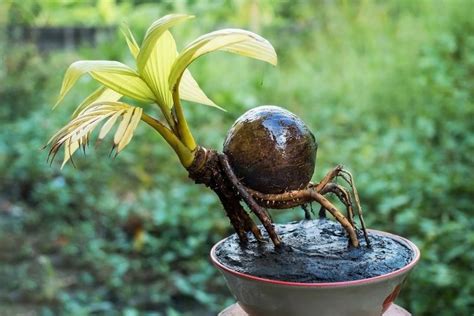 Cara Membuat Bonsai Kelapa Dan Panduan Merawatnya